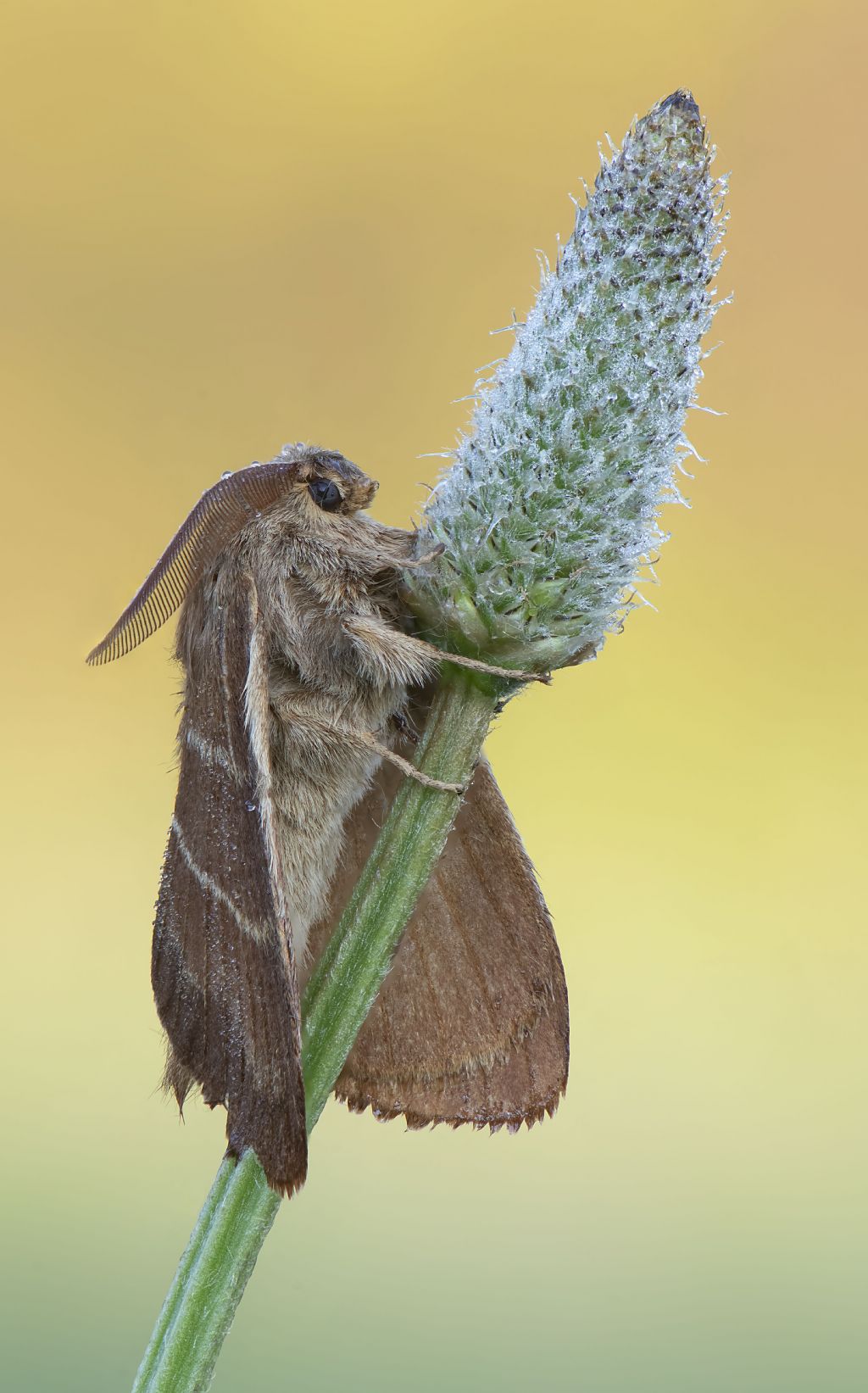 Macrothylacia rubi, maschio - Lasiocampidae