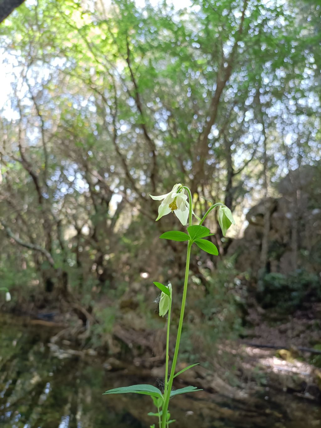 Quale aquilegia?   Aquilegia barbaricina?
