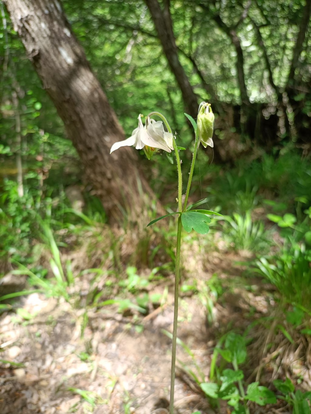 Quale aquilegia?   Aquilegia barbaricina?