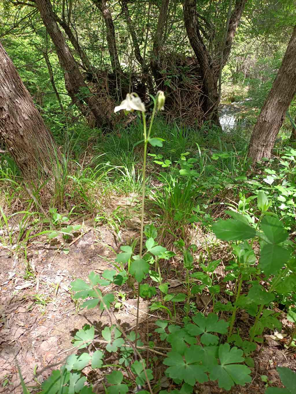 Quale aquilegia?   Aquilegia barbaricina?