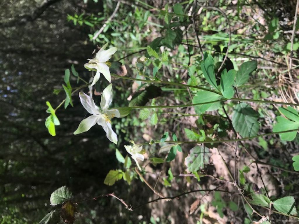 Quale aquilegia?   Aquilegia barbaricina?