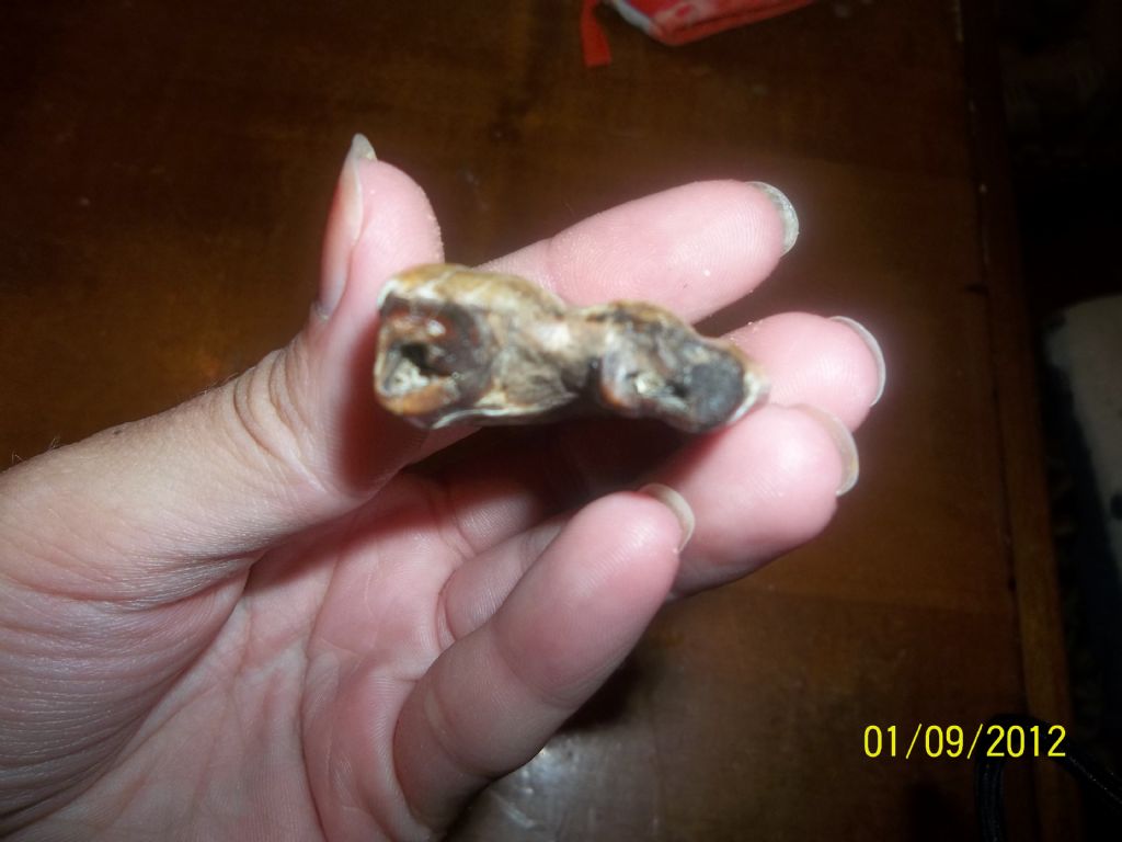 CURIOSITA'' SU UN RITROVAMENTO IN SPIAGGIA