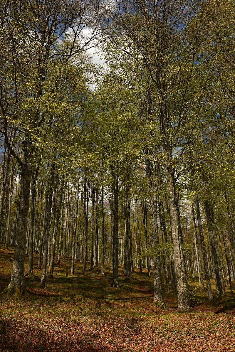 Cansiglio: alberi e paesaggio