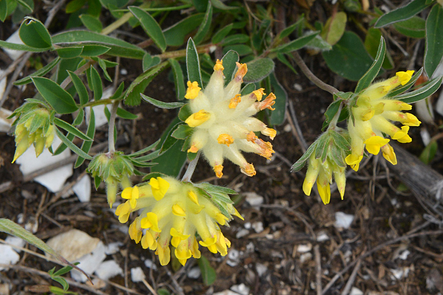 Anthyllis vulneraria (Fabaceae)