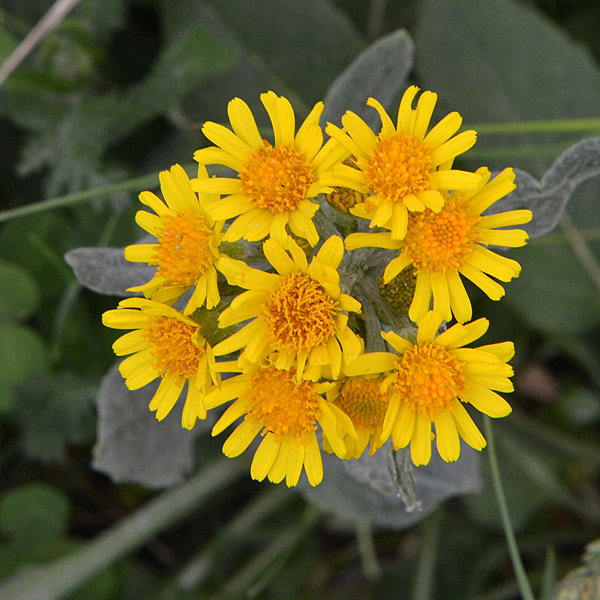 da determinare:  cfr. Tephroseris longifolia
