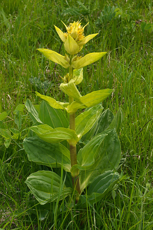 Gentiana lutea / Genziana maggiore