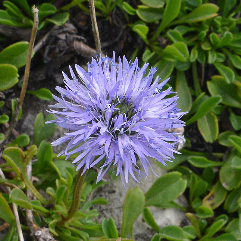 Globularia cordifolia / Vedovelle celesti