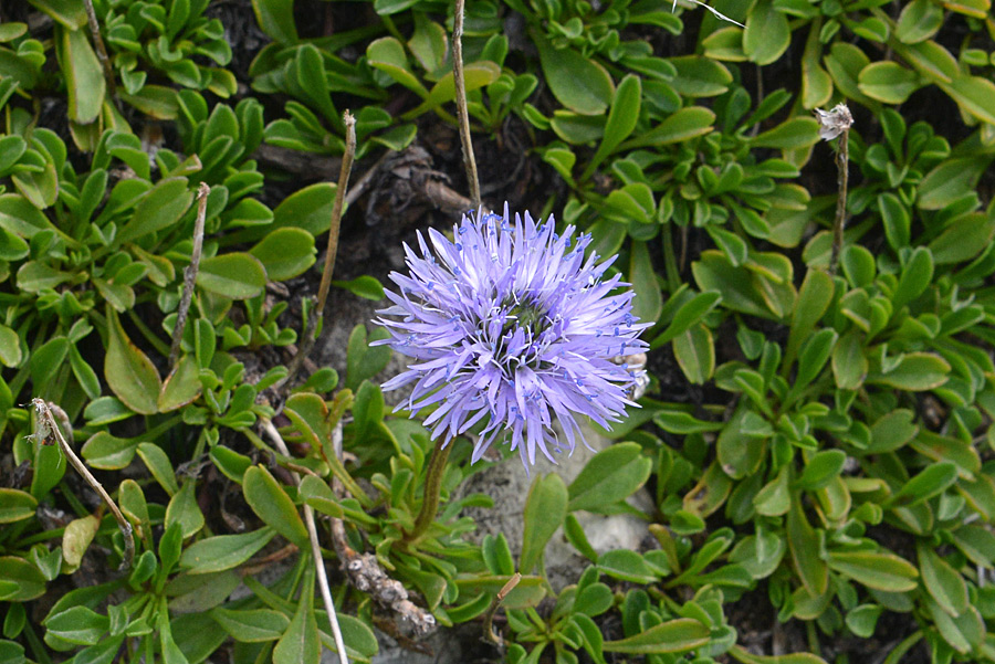 Globularia cordifolia / Vedovelle celesti