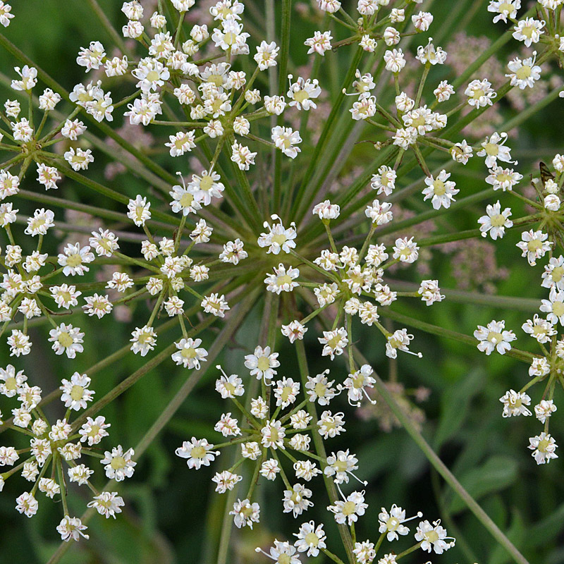 Siler montanum (=Laserpitium siler) / Laserpizio sermontano