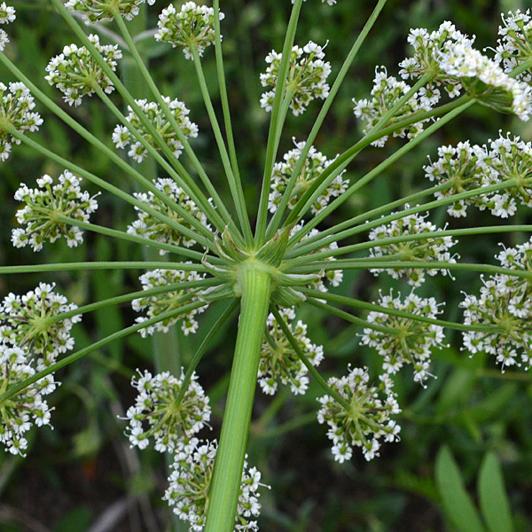 Siler montanum (=Laserpitium siler) / Laserpizio sermontano