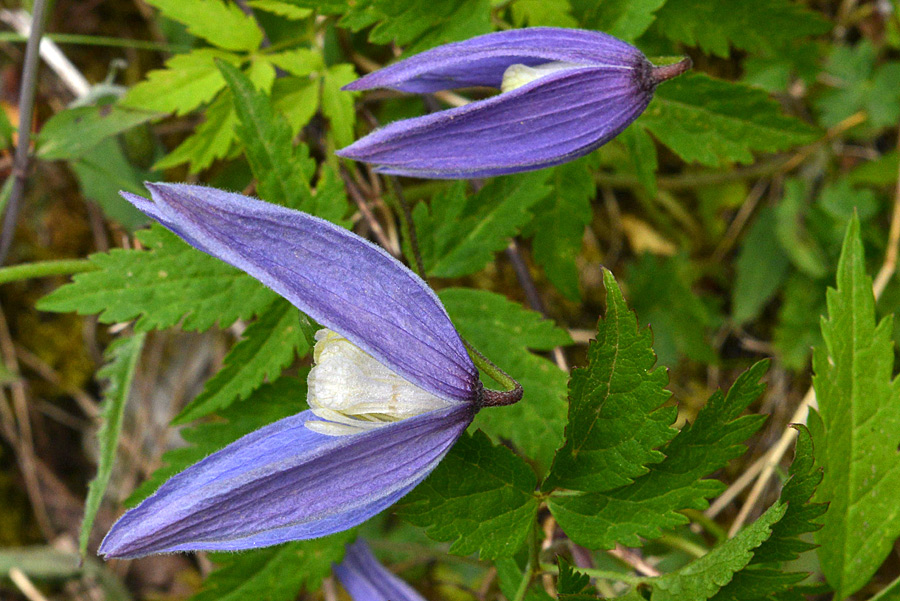 Clematis alpina (Ranunculaceae)