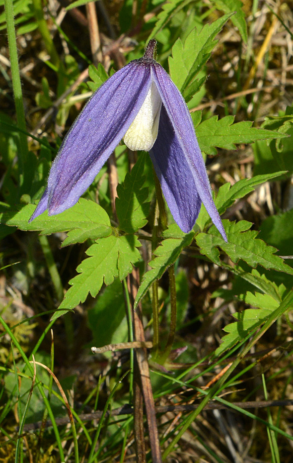 Clematis alpina (Ranunculaceae)