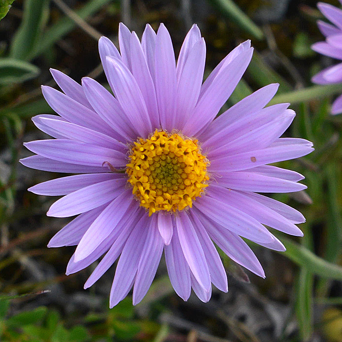 Aster alpinus (Asteraceae)