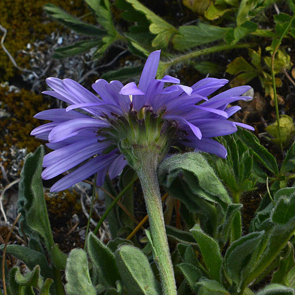 Aster alpinus (Asteraceae)