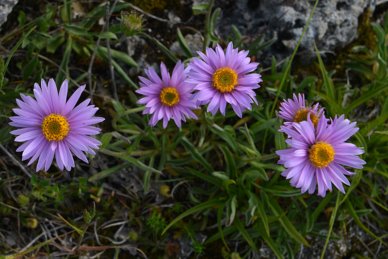 Aster alpinus (Asteraceae)