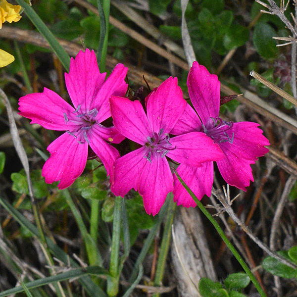 Dianthus carthusianorum  (Caryophyllaceae)