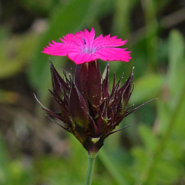 Dianthus carthusianorum  (Caryophyllaceae)