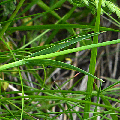 Dianthus carthusianorum  (Caryophyllaceae)