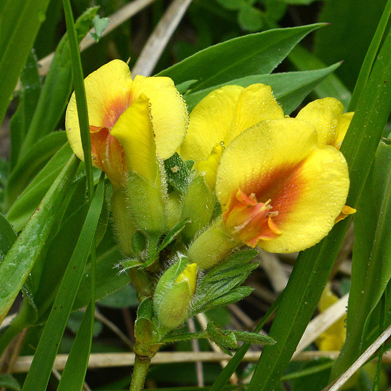 Cytisus hirsutus / Citiso peloso