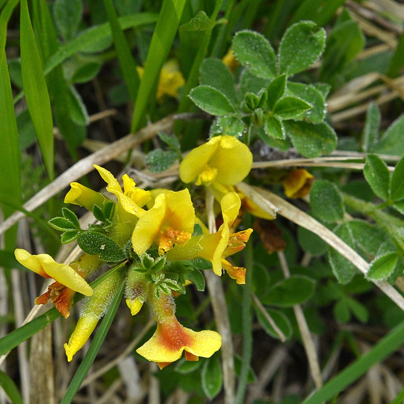 Cytisus hirsutus / Citiso peloso