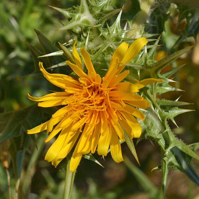 Scolymus cfr. hispanicus
