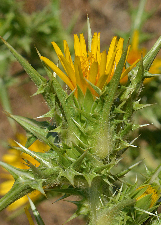 Scolymus cfr. hispanicus