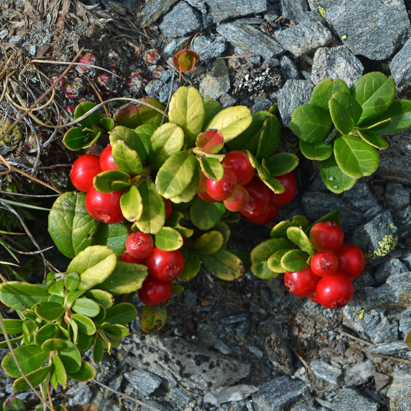 Vaccinum vitis-idaea + Arctostaphylos uva-ursi a confronto