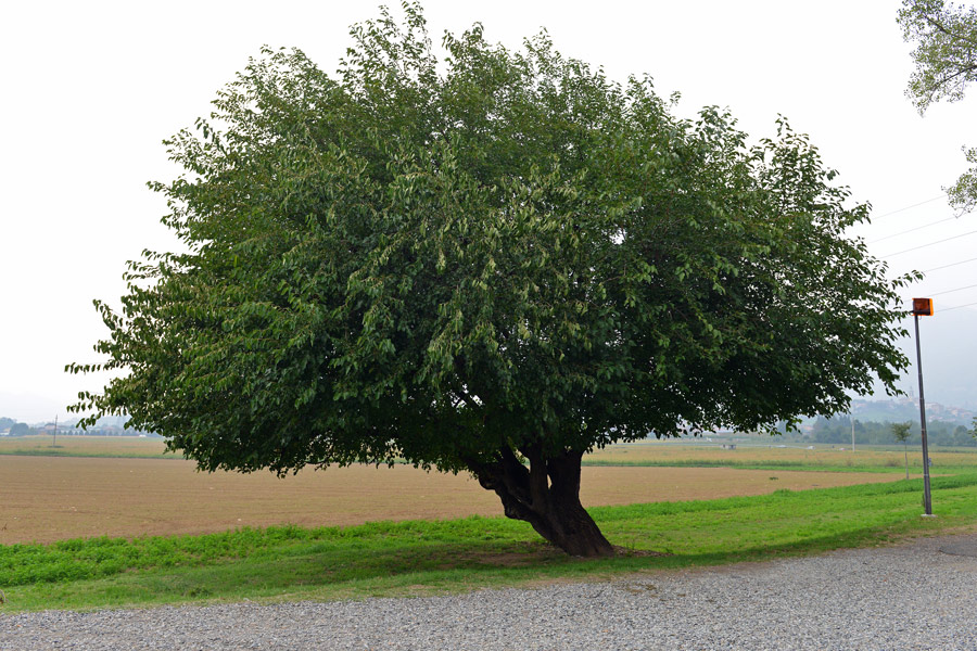 Il gelso di San Tomè , Forum Natura Mediterraneo Forum Naturalistico