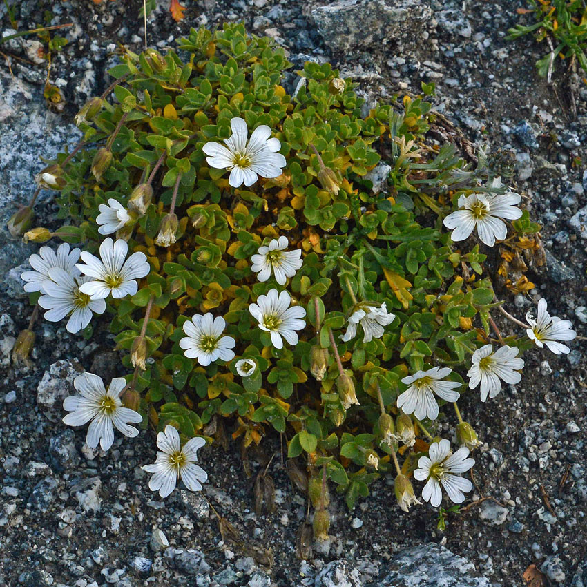 Cerastium uniflorum / Cerastio unifloro