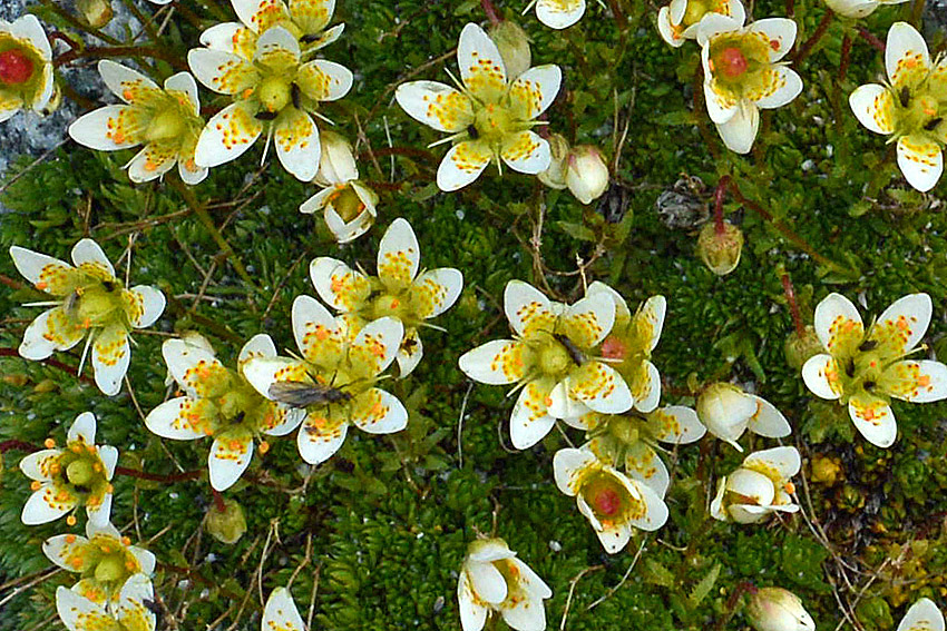 Saxifraga bryoides / Sassifraga brioide