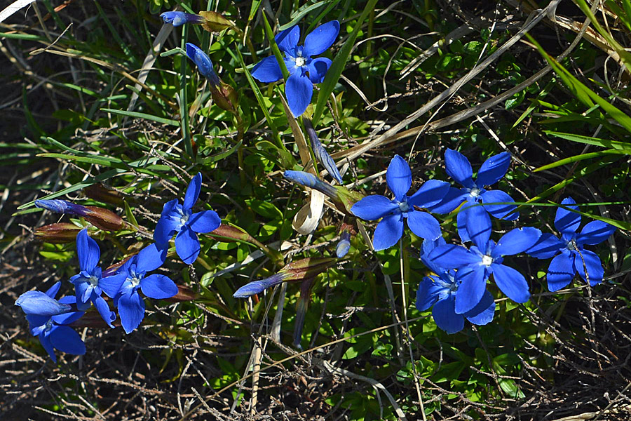 Gentiana verna