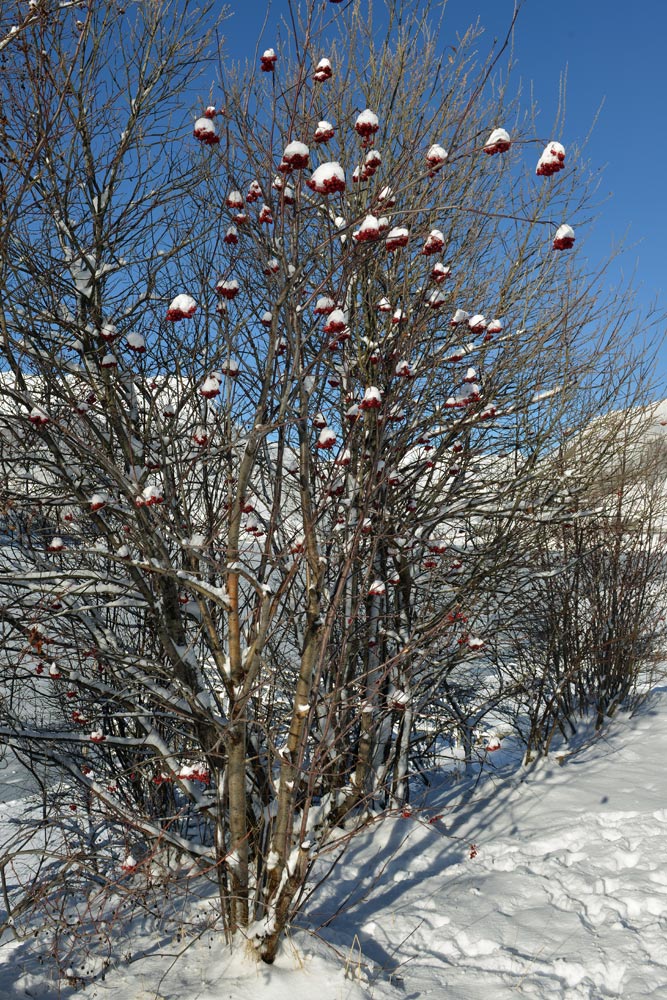 Sorbus aucuparia