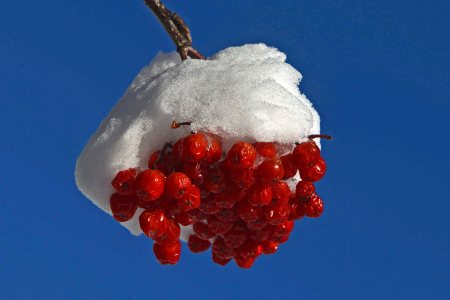 Sorbus aucuparia