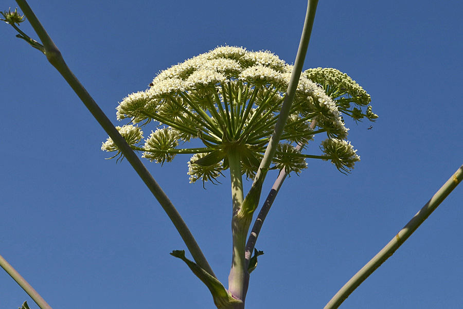 Magydaris pastinacea