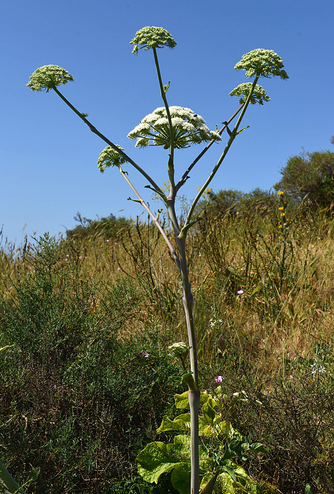 Magydaris pastinacea