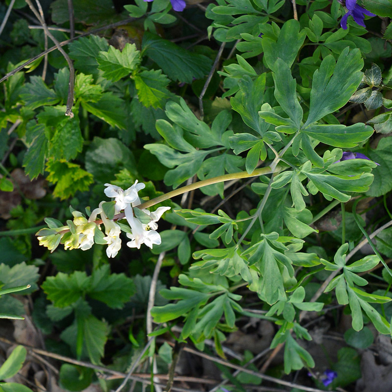 Corydalis cava