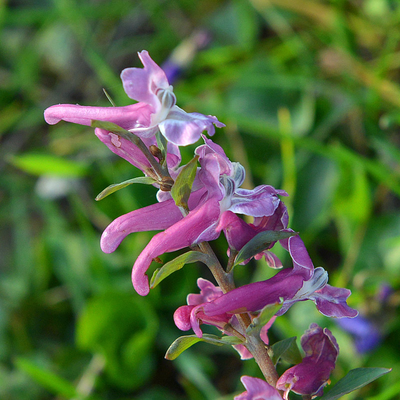 Corydalis cava