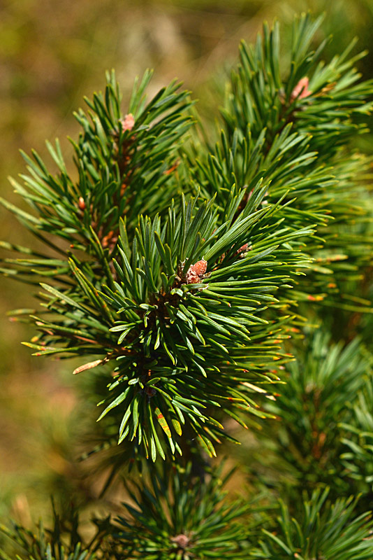 Pinus sylvestris