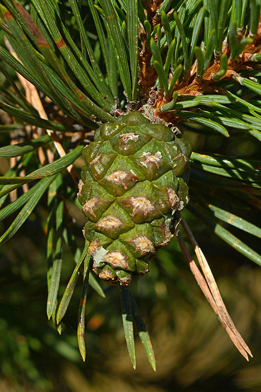 Pinus sylvestris