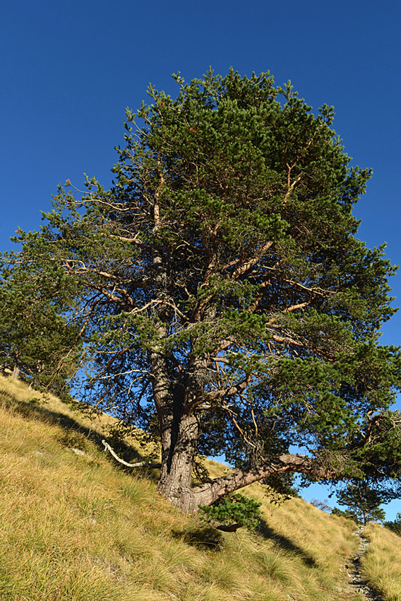 Pinus sylvestris