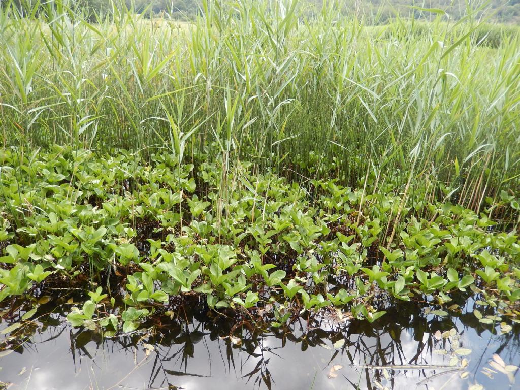 Palustre - Menyanthes trifoliata