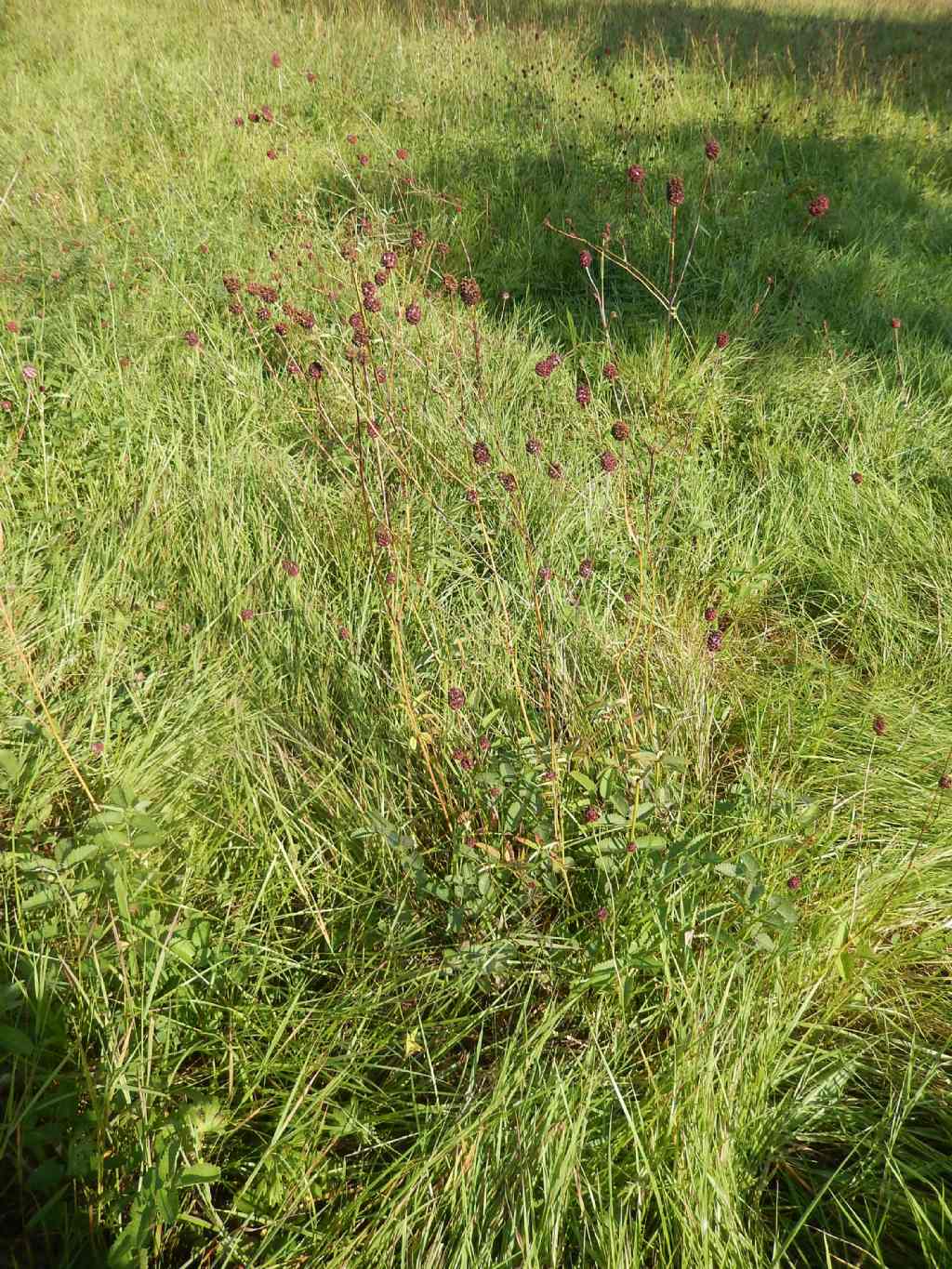Dresda - Sanguisorba officinalis