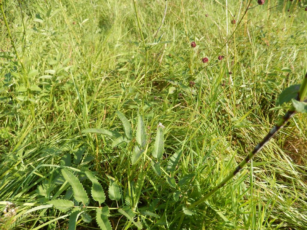 Dresda - Sanguisorba officinalis