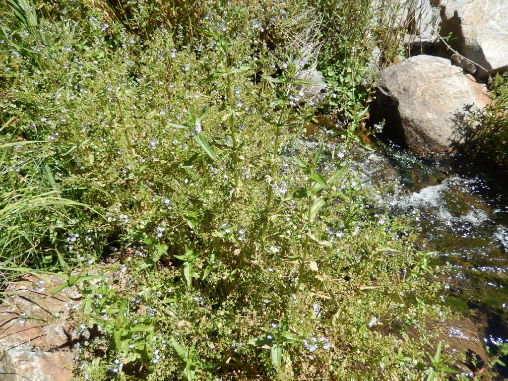 Veronica anagallis-aquatica