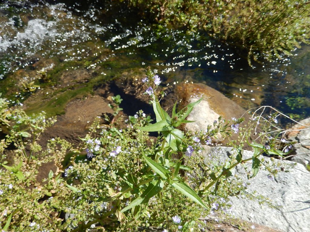 Veronica anagallis-aquatica