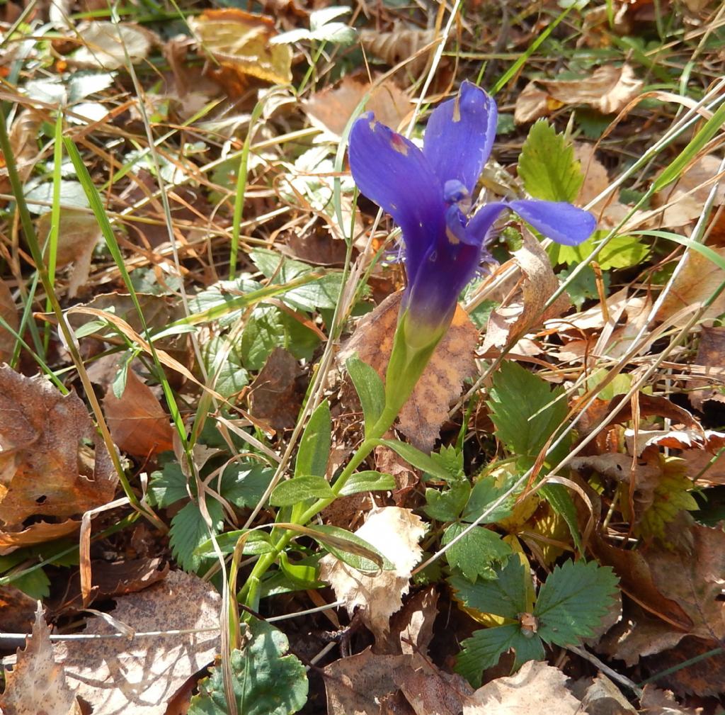 Gentianopsis ciliata