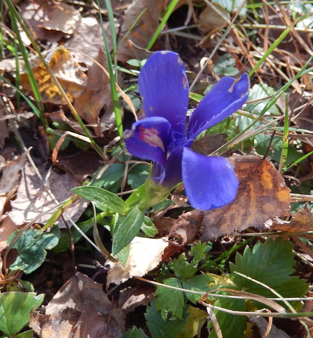 Gentianopsis ciliata
