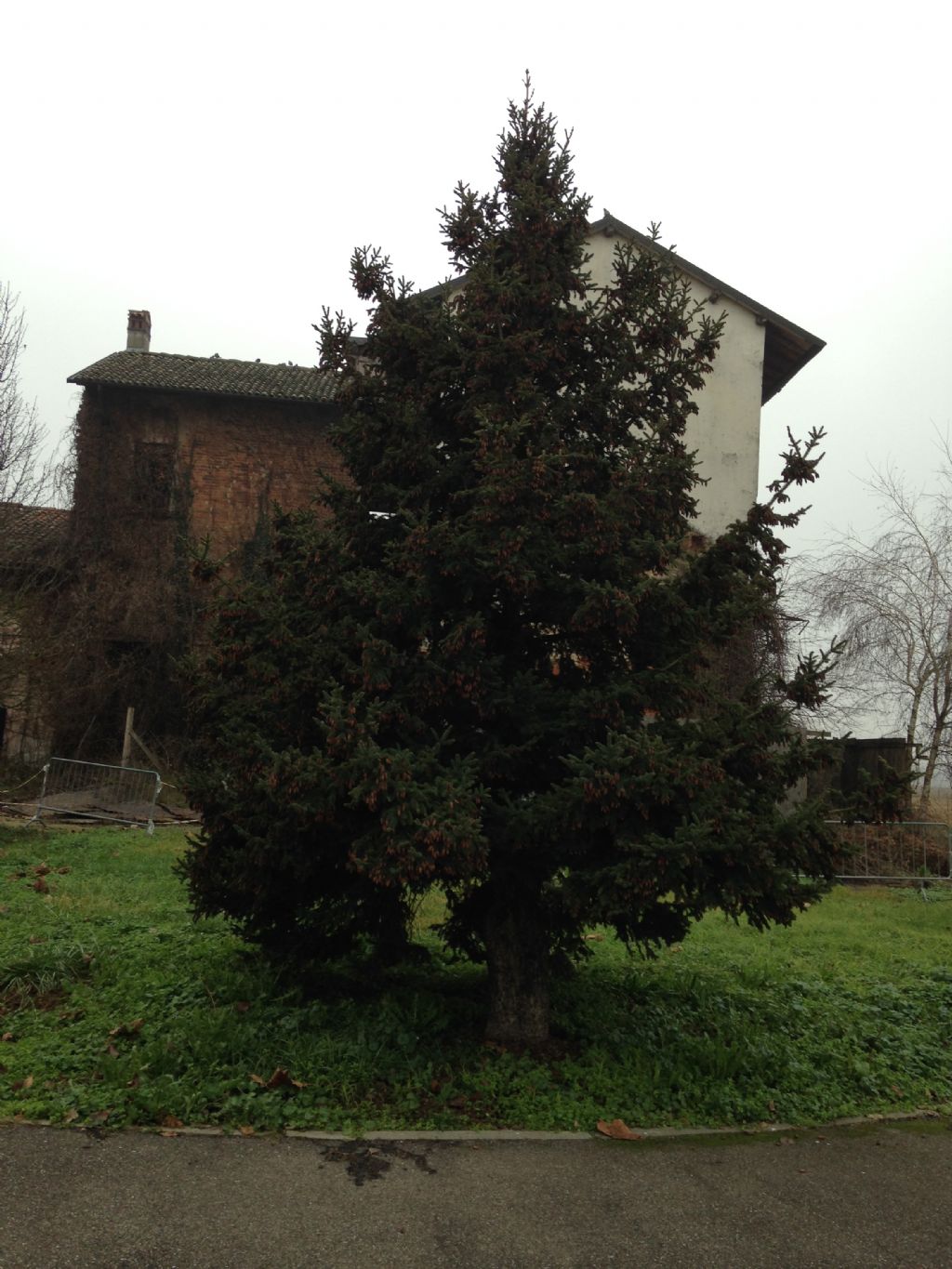 Picea strana