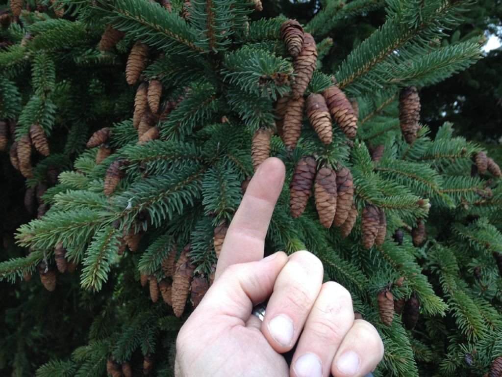 Picea strana