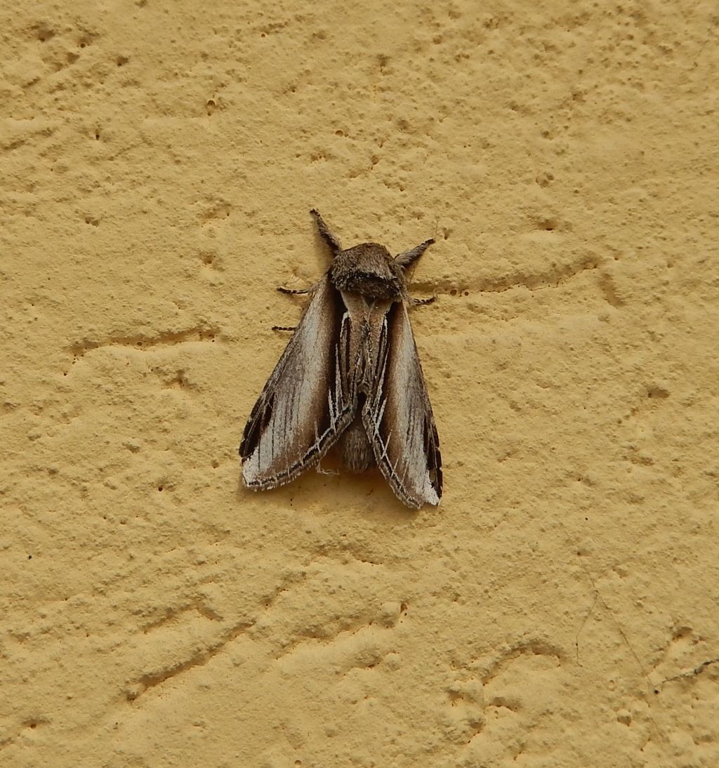 Falena - Pheosia tremula, Notodontidae